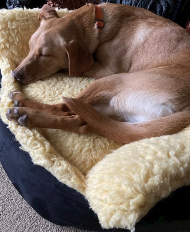 Why Do Dogs Sleep On Their Backs? Dog Behaviour Explained | Blog ...